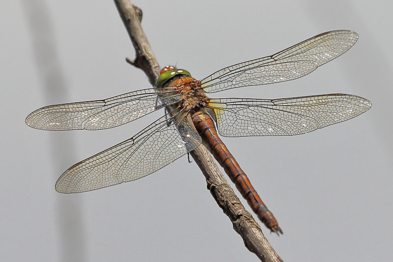 Aeshna isoceles (Green-eyed Hawker) female 2.JPG